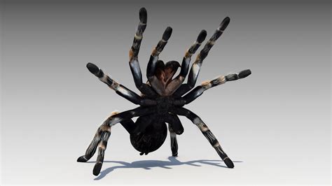 D Model Tarantula Animated Vr Ar Low Poly Rigged Animated Cgtrader