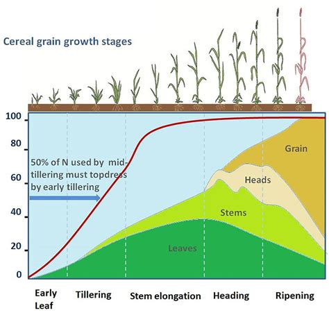 Frontiers Biochemical And Genetic Approaches Improving Nitrogen Use