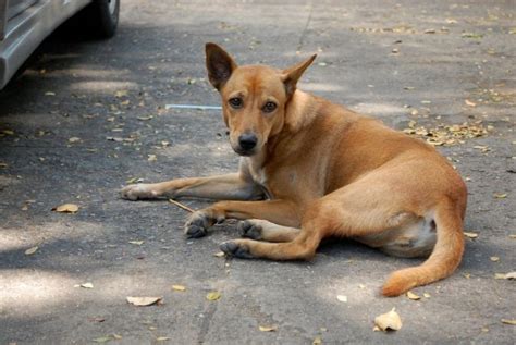 Which Breed Is Indian Street Dog