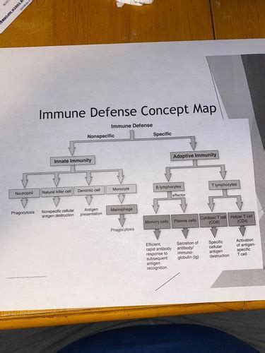 Ch Altered Immunity Flashcards Quizlet