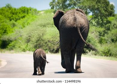 158,028 Baby Elephant Royalty-Free Images, Stock Photos & Pictures ...