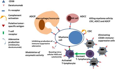 Daratumumab For The Treatment Of Multiple Myeloma PMC