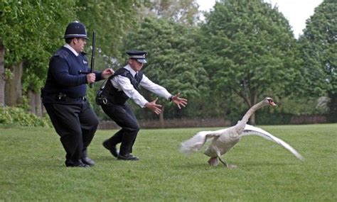 "No luck catching those swans, then?" "...It's just the one swan ...