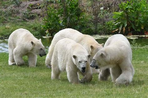 Yorkshire Wildlife Park supports 'Ground breaking' Polar bear research