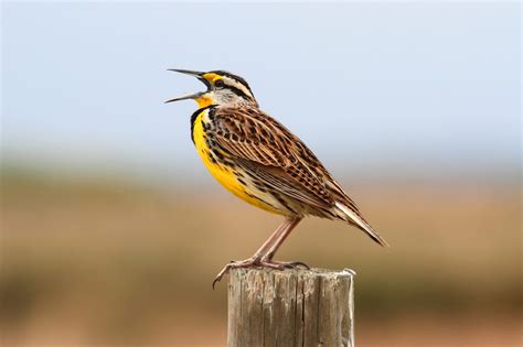 Tracking the Iconic Eastern Meadowlark - Conservation Nation