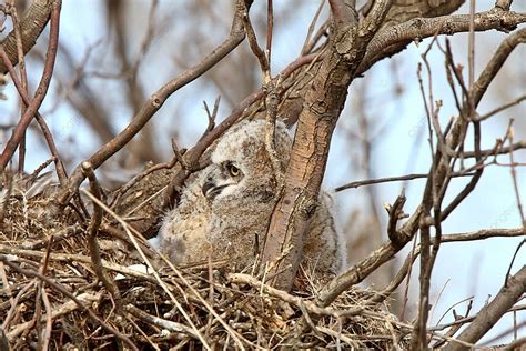 Great Horned Owl Owlet In Nest Feathers Color Male Photo Background And