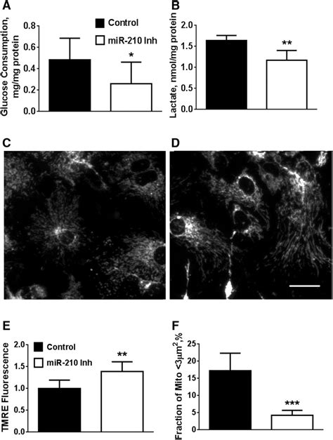 Mir Inhibition Induces Changes In Metabolic Activity And