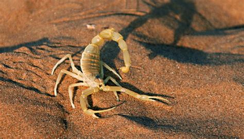 How to Keep a Scorpion as a Pet | Animals - mom.com