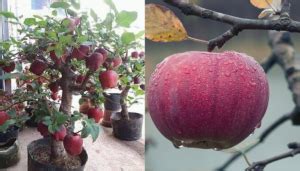 C Mo Cultivar Manzanas Org Nicas En Macetas Agrovet