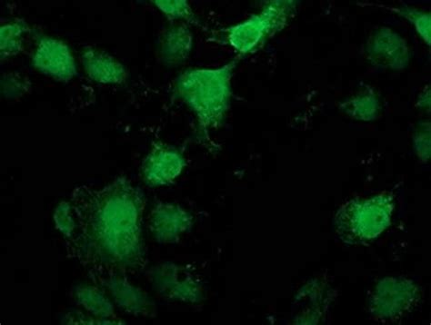 Pnmt Monoclonal Antibody Oti H Truemab Origene L