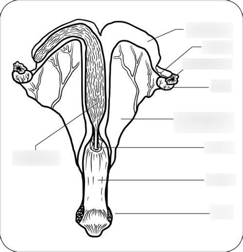 Ans 428 Female Reproductive System Sfasu Diagram Quizlet