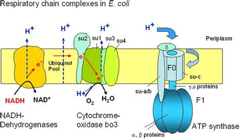 Respiratory Chain Complexes Ine Coli Under Aerobic Growth Conditions