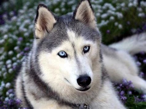 7 nombres para perros Husky Siberiano | Nombres de perros