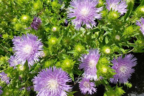 How To Grow And Care For Stokes Asters Gardeners Path