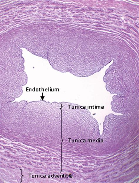 Histology of Umbilical Cord in Mammals | IntechOpen