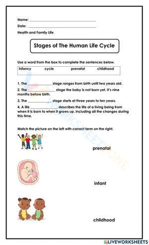 Free Printable & Interactive Human Life Cycle Worksheets