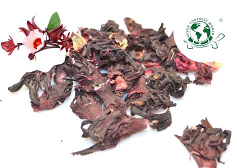 Hibiscus Flowers For Tortoises Hever Tortoise World