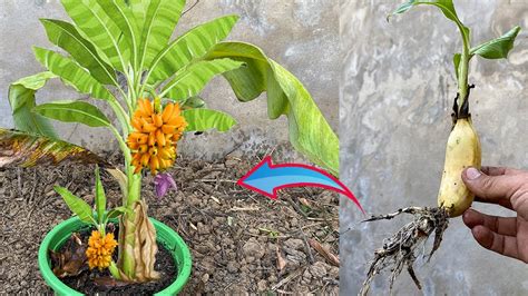 How To Propagate Banana Tree From Cutting Crafting Idea Banana Tree