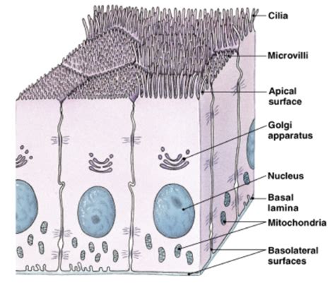 The Tissue Level Of Organization Flashcards Quizlet