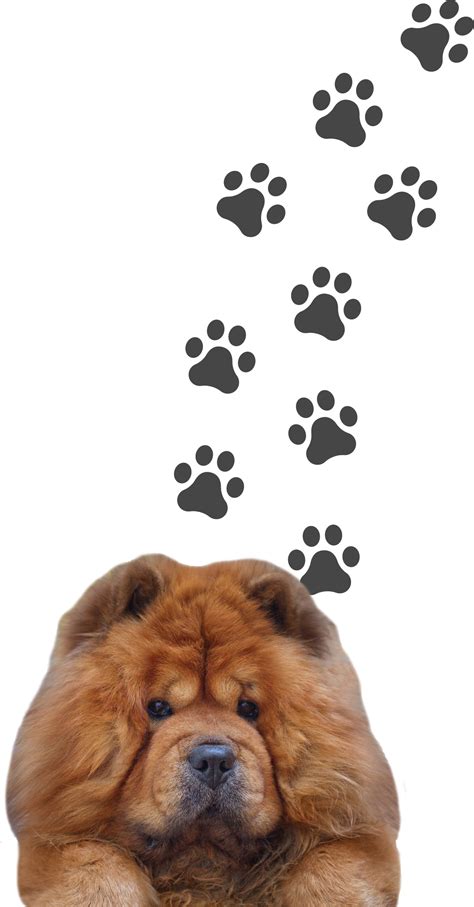 Oelan Oede Chow Chow