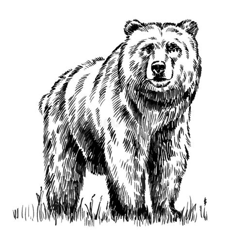 Preto E Branco Grave O Urso Isolado Do Vetor Ilustração do Vetor