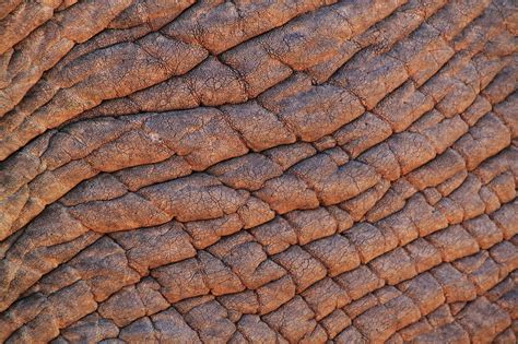 Free Scaly Skinned Skin Images Pixabay