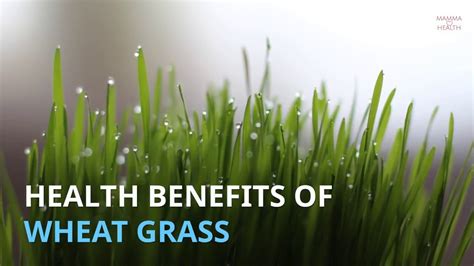 10 Health Benefits Of Wheatgrass Youtube