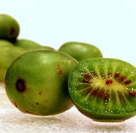 Actinidia arguta Mini Kiwi auto fértil Mini Kiwi Resistente Issai