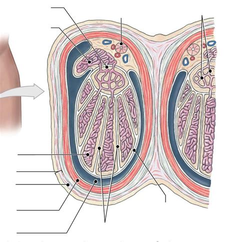 Scrotum Testes Diagram | Quizlet