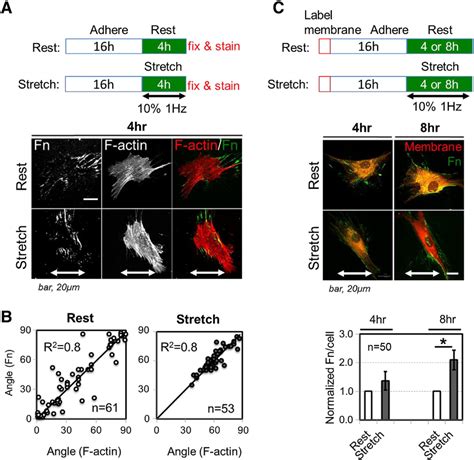 Cyclic Stretching Increased Actin Stress Fiber Formation And Assembly