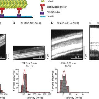 KIF27 And KIF7 Can Inhibit Microtubule Growth In Vitro A Schematic