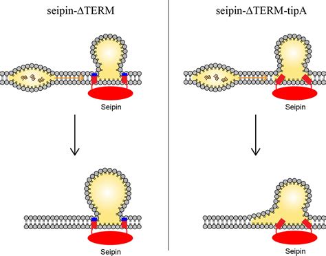 Seipin Transmembrane Segments Critically Function In Triglyceride