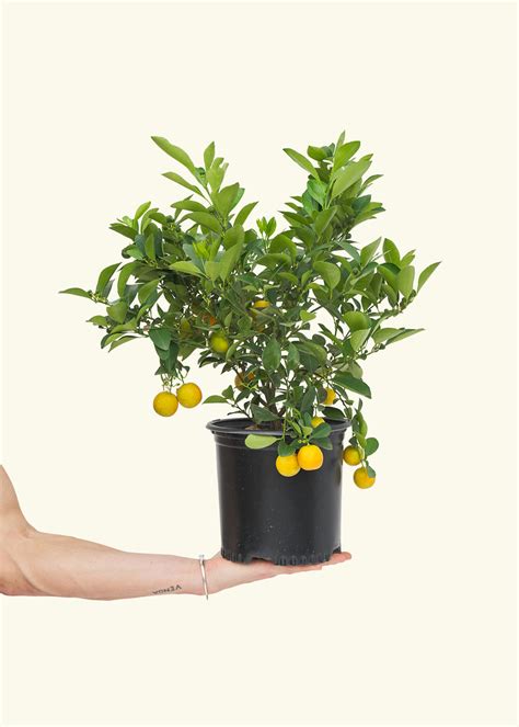 Calamansi Tree Calamondin Hey Rooted
