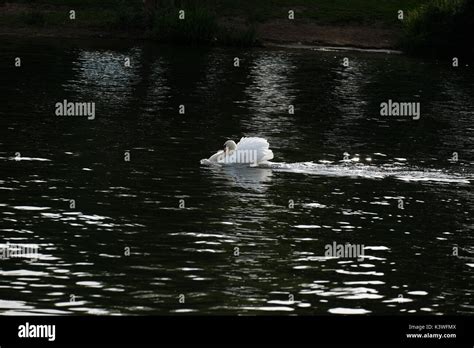 The Mute Swan Hampton Court Hi Res Stock Photography And Images Alamy
