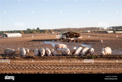 Free Range Pig Farming Tunstall Suffolk England Uk Pigs Feeding