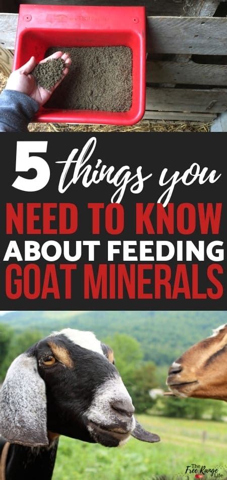 Goat Minerals- 5 Things You Need to Know for Your Goat's Health