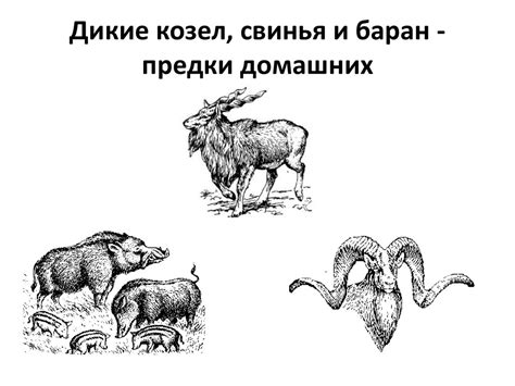 Первобытные земледельцы и скотоводы. Возникновение земледелия и ...