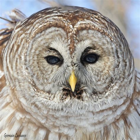 Chouette Ray E Barred Owl Rencontre Inattendue Pi Du Flickr