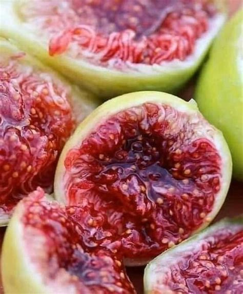 Food Art Painting Painting Art Projects Fig Varieties Fresh Figs