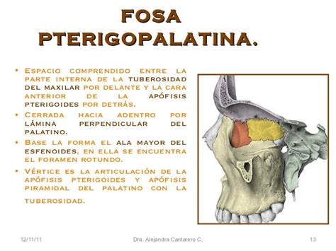 Topografica Region Infratemporal Y Pterigopalatina