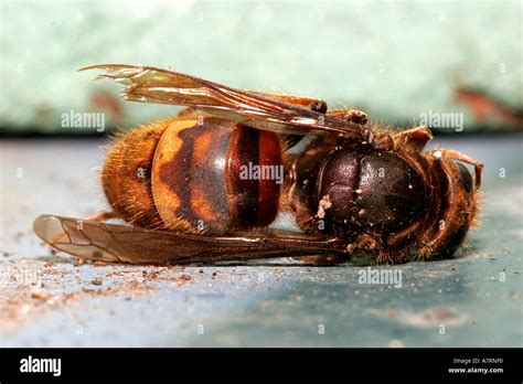 Queen Wasp Hi Res Stock Photography And Images Alamy