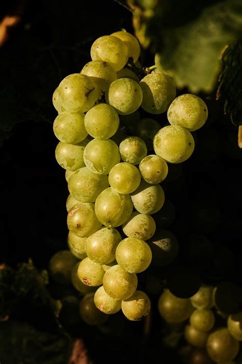 Allan Scott Marlborough Sauvignon Blanc 2023 Allan Scott