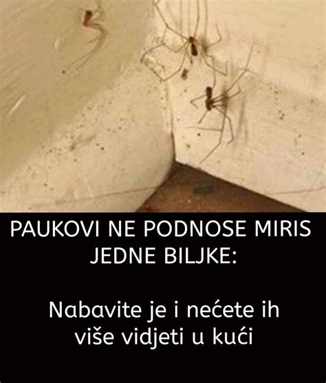 PAUKOVI NE PODNOSE MIRIS JEDNE BILJKE Nabavite je i nećete ih više