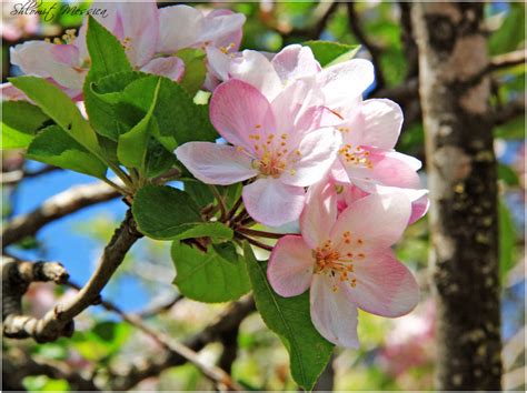 Apple tree blossoms by ShlomitMessica on DeviantArt