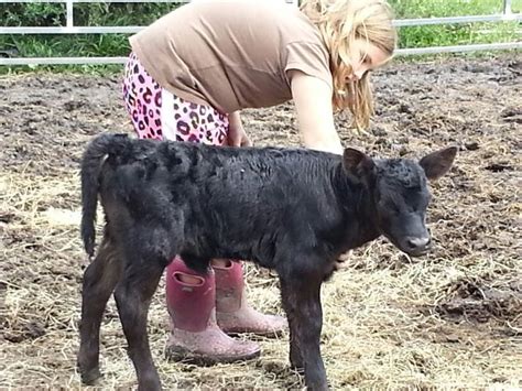 Newborn lowline angus | Lowline angus, Breeds, Dairy breeds