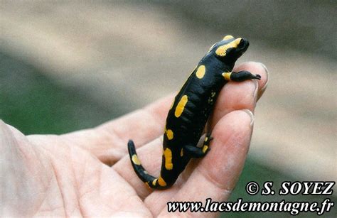 Salamandre Tachet E Salamandra Salamandra