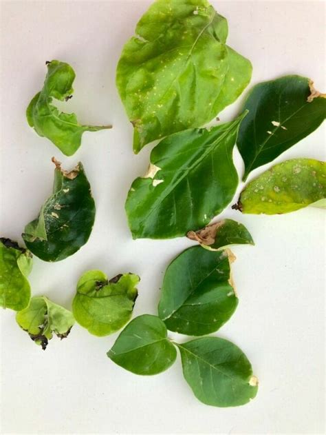 What Is Destroying My Bougainvillea Plants Hometalk