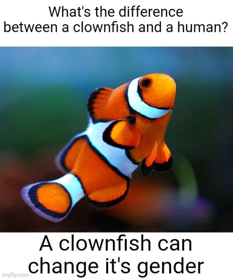 Clownfish Memes