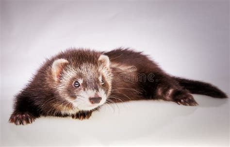 Cute little sable ferret stock photo. Image of looking - 102850124