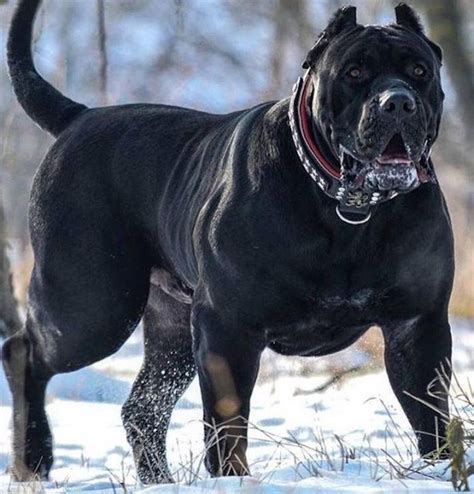 Top 10 Most Dangerous Dog Breeds In The World